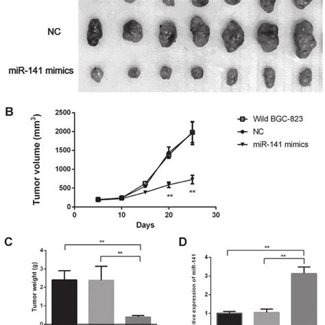 MiR 141 Suppresses Tumorigenicity In Vivo Three Groups Of Mice