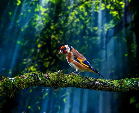 Colorful Bird Perching in a Forest Digital Art by Joey Kapiya - Fine ...