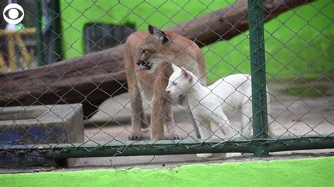 Rare albino puma cub debuts at zoo in Nicaragua