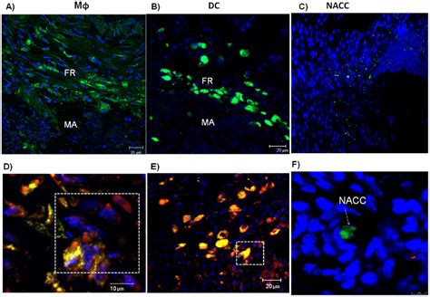 Transferred Cfse Labeled Macrophages Mq And Dendritic Cells Dc