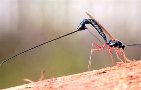 Wasp With Terrifying Giant Stinger Discovered