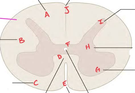 Neuroanatomy Lecture The Spinal Cord Flashcards Quizlet