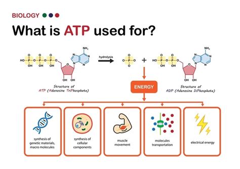 Atp Adp Cycle Biorender Science Templates 47 Off