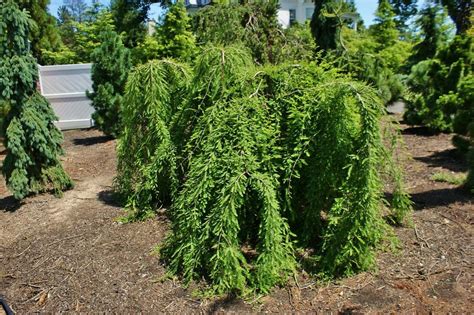 Taxodium Distichum Cascade Falls Swamp Cypress Leafland Limited