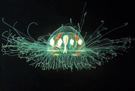 13 best images about Turritopsis dohrnii on Pinterest | The secret ...