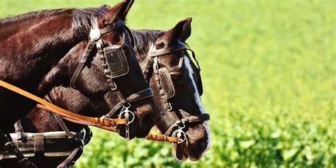 Why Do Carriage Horses & Racehorses Have Their Eyes Partly Covered? All About Blinders – Insider ...