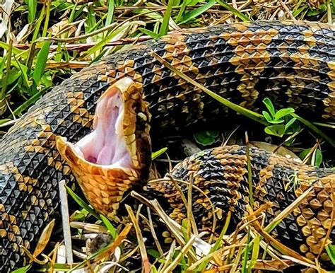 Photographer captures colorful images of venomous cottonmouth snake in ...