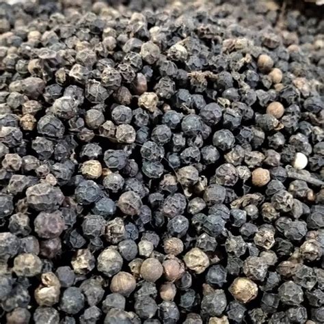 Pure Dried Solid Round Black Pepper At Best Price In Medan Homemade Indonesia Cv Sumatera