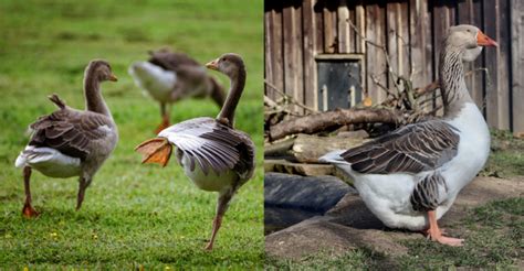 Domestic fowl diets: considering the impact of nutrition on behaviour and health - Veterinary ...