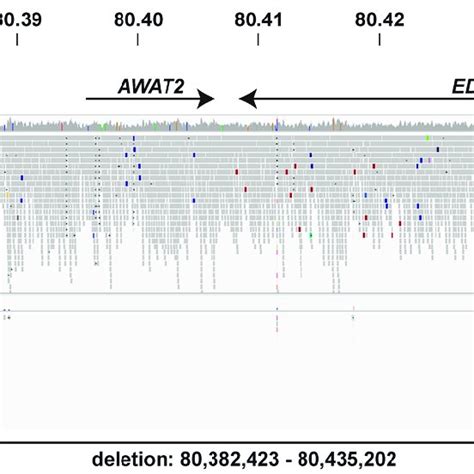 Genetic Analysis Showing Screenshot From Integrative Genome Viewer