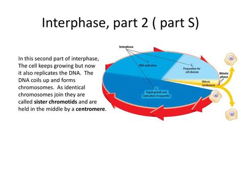 Cell cycle and cell division - ppt download