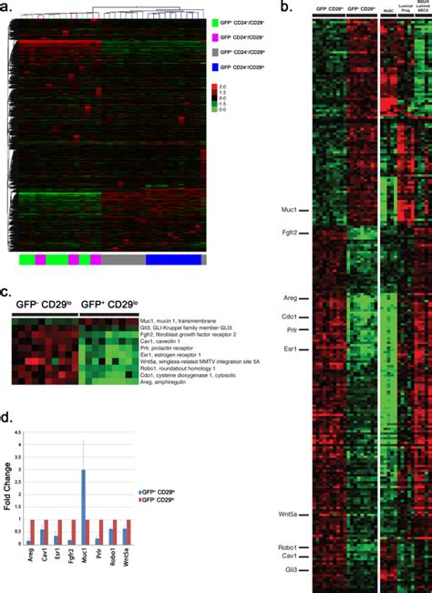 Gene Expression Differences Segregate Mmtvrttah2bgfp Mecs Into