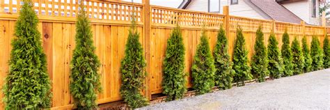 Atlanta Privacy Trees | Sandy Springs GA Fast Growing Trees | Natural ...