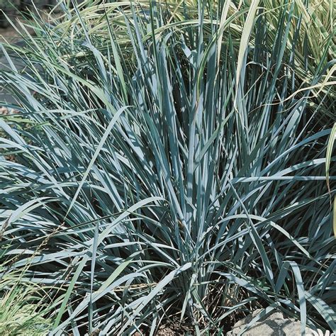 Elymus Leymus Arenarius ‘blue Dune Norview Gardens Ltd