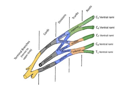 Lecture 8 Brachial Plexus Flashcards Quizlet