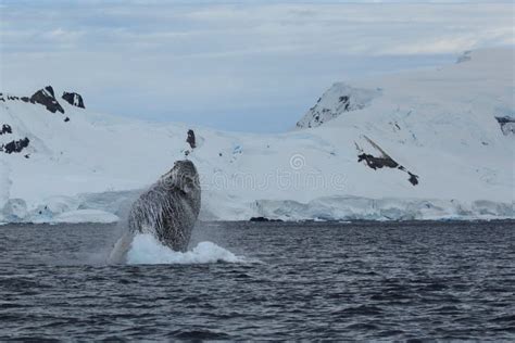 Whale Watching of Humpback Whales in Antarctica Stock Photo - Image of arctic, north: 139715582