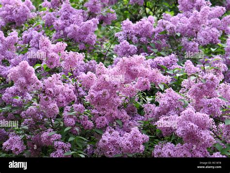 Branches Of Beautiful Blossoming Lilac Stock Photo Alamy