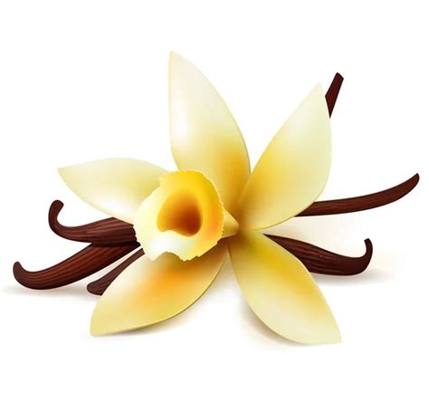 Realistic vanilla flower Stock Vector Image by ©korinoxe #67197197