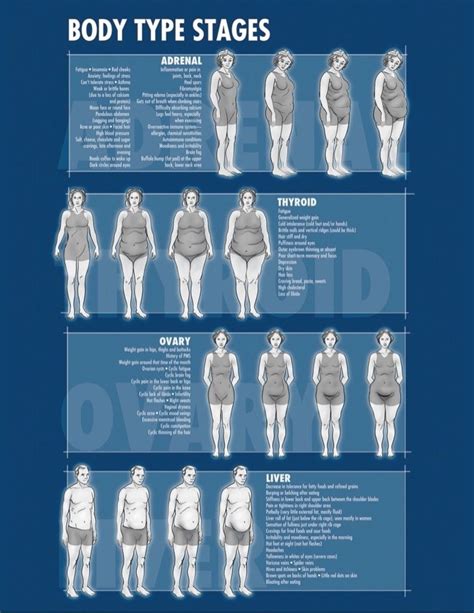 Body Type Stages Artofit