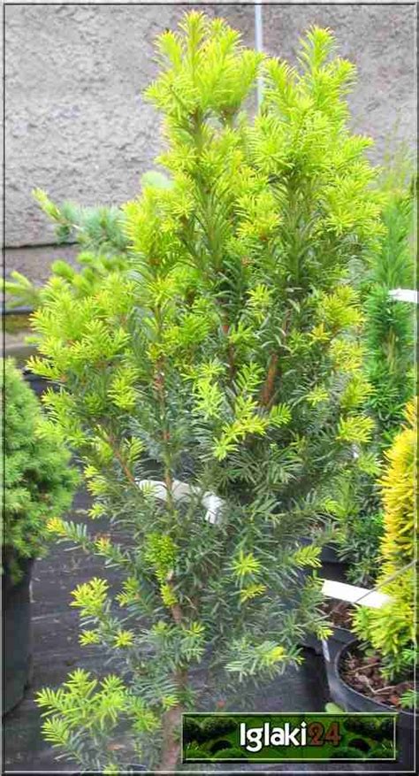 Taxus Baccata Overeynderi Cis Pospolity Overeyndera FOTO Internetowy