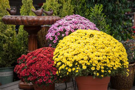 Fall Mums