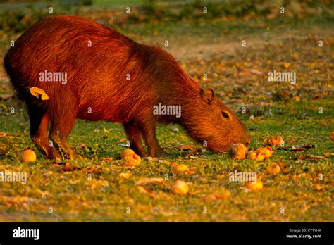 Capybara eating hi-res stock photography and images - Alamy