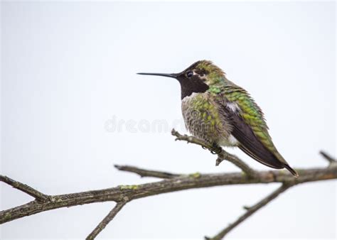 Anna`s Hummingbird Calypte Anna Stock Image - Image of california ...