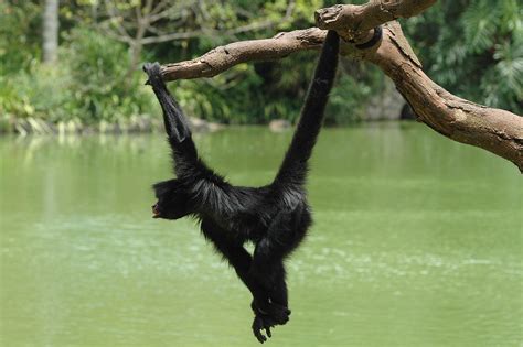 Swinging Monkey Primates 35612616001064 1600×1064 Wise Monkey