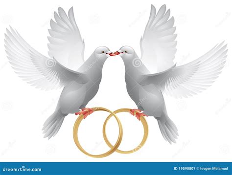 Wedding Doves With Rings Stock Vector Illustration Of White 19590807