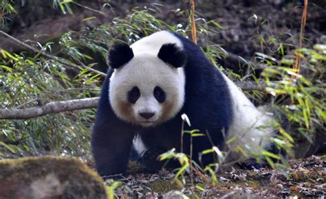 Sichuan Shaanxi And Gansu Will Unite Together To Build Panda National Park