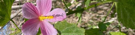 Weekly What Is It Marsh Mallow Uf Ifas Extension Escambia County