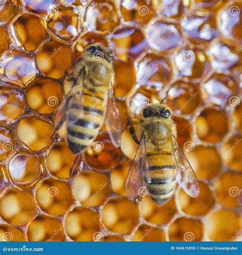 Hardworking Honey Bees On Honeycomb In Apiary Stock Image Image Of