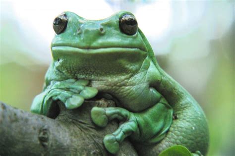 White's Tree Frog Care Sheet: Diet, Habitat, & More