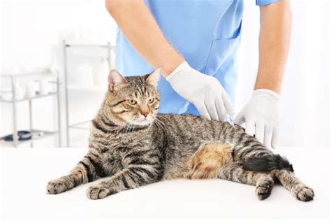 Cat Rabies Vaccine - Your Questions Answered | Our Clarksville vets