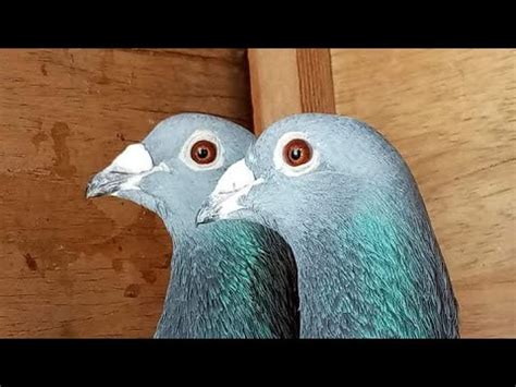 Long Distance Racer Pigeon Racing Pigeon Loft Kalapati 2023 YouTube