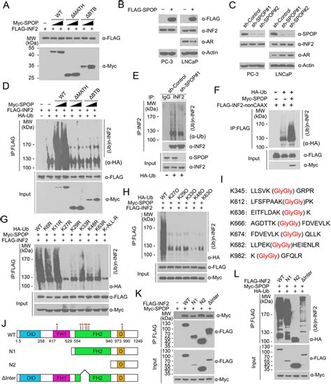 Spop Promotes Inf2 Protein Ubiquitination But Not Degradation A