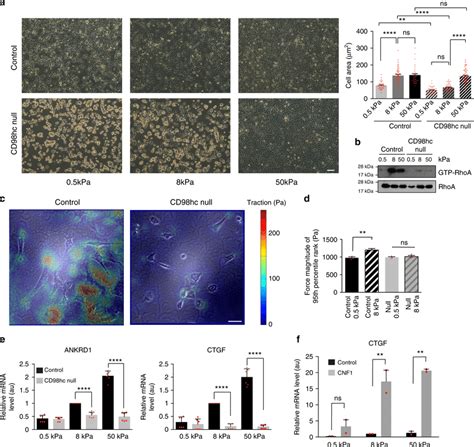 CD98hc Depletion Impairs Rigidity Sensing A Representative Morphology