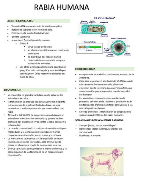 Pediatria Brighit Nina Llanos Udocz