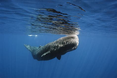 Endangered Whales - WorldAtlas