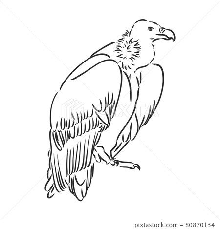 Vulture Illustration Drawing Engraving Ink Stock Illustration