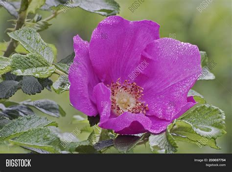 Close Image Beach Rose Image & Photo (Free Trial) | Bigstock