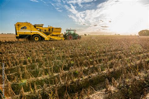 Arrachage De Pomme De Terre En Plaine Ensemble Tracteur Fendt Et