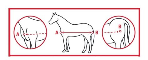 Horse Rug Size Chart How To Choose And Fit To Your Horse Or Pony