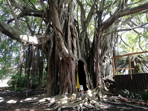 Whispering Tree Albertinia In The City Albertinia