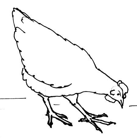 How To Draw A Hen Chicken