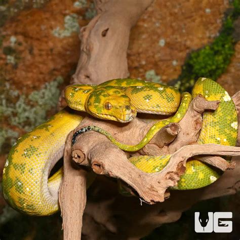 Adult Biak Green Tree Pythons Morelia Viridis For Sale Underground