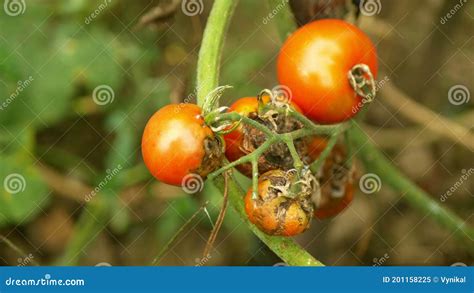 Rotten Tomato Mold Fungi Farm Farming Bio Organic Rot Vegetables Plant