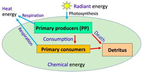 Ecology Lecture 5: Ecosystem dynamics Flashcards | Quizlet