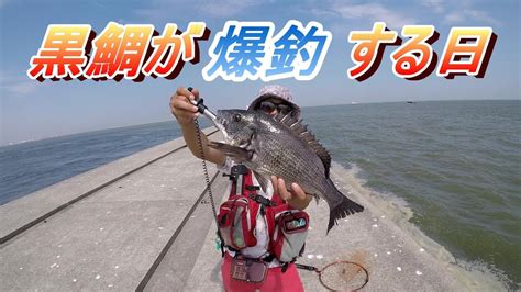 【ヘチ釣り】黒鯛が爆釣する日があるの知ってる？【落とし込み釣り】 Youtube