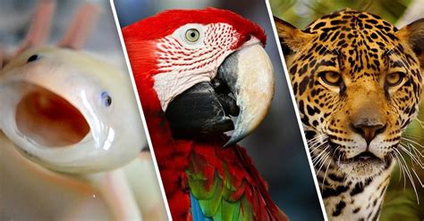 5 Especies En Peligro De Extincion En Mexico